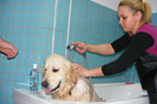 ambulanta veterinara Tazy Vet - caine golden retriever in salon de frizerie canina din clinica veterinara